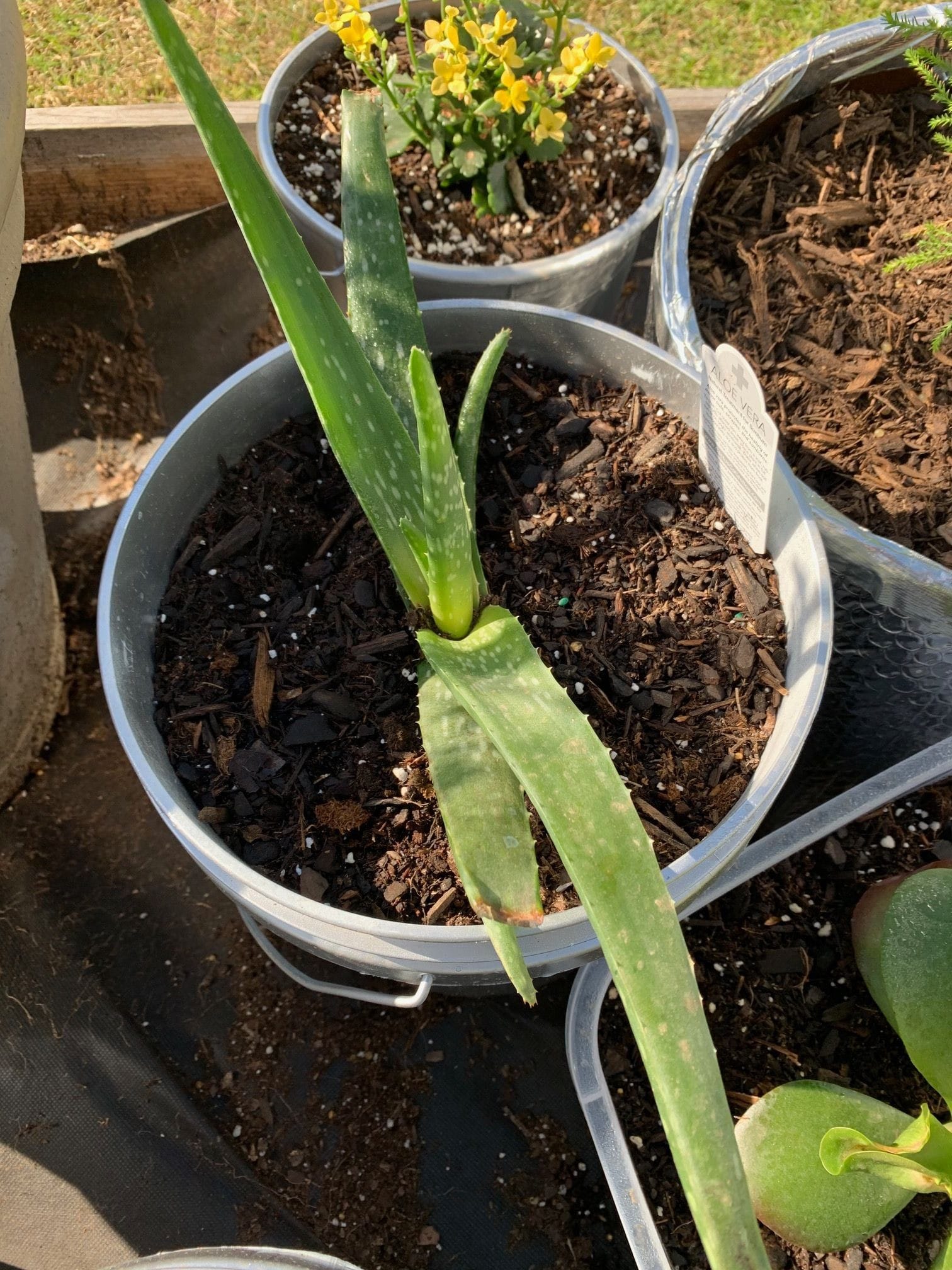 Environment vs Unit,notice rich Aloe grownll at same time nine weeks in the grow 2019.Started June 23,2019